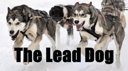 Lead Dog